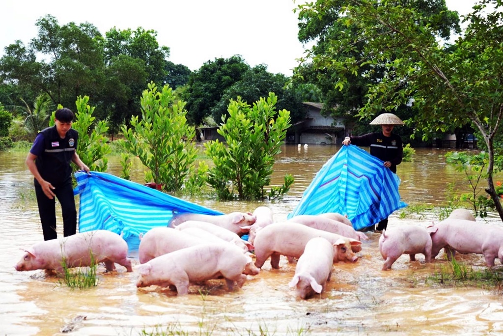 มาตรการป้องกันและดูแลปศุสัตว์ ในภาวะอุทกภัย พร้อมวิธีบริโภคเนื้อสัตว์ให้ปลอดภัย