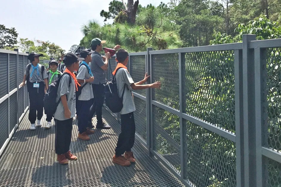 เรียนรู้เรื่องสน 3 ใบ บนCanopy Walks