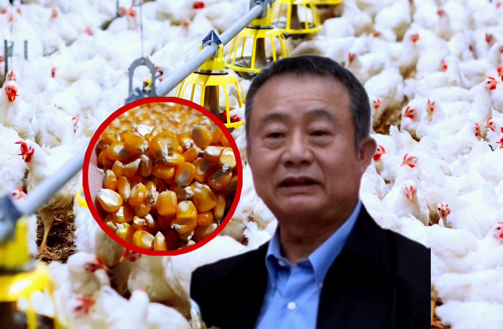 ผู้เลี้ยงไก่เนื้อ แนะรัฐหนุนผลิตไก่ไร้คาร์บอนแข่งตลาดโลก