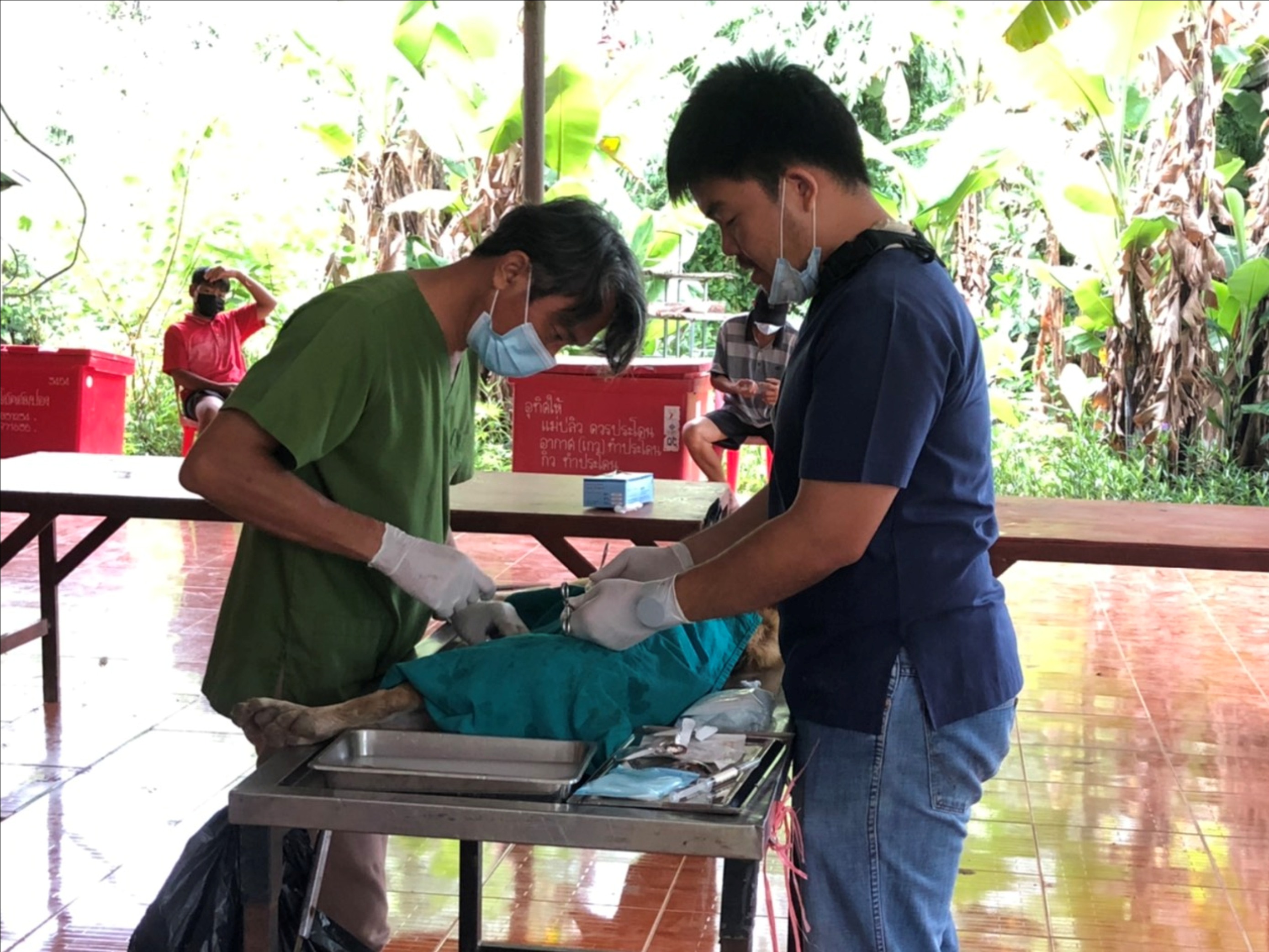 ปศุสัตว์บุรีรัมย์ จับมือท้องถิ่น รณรงค์ฉีดวัคซีน ทำหมันสุนัข-แมวฟรี ป้องกันพิษสุนัขบ้า