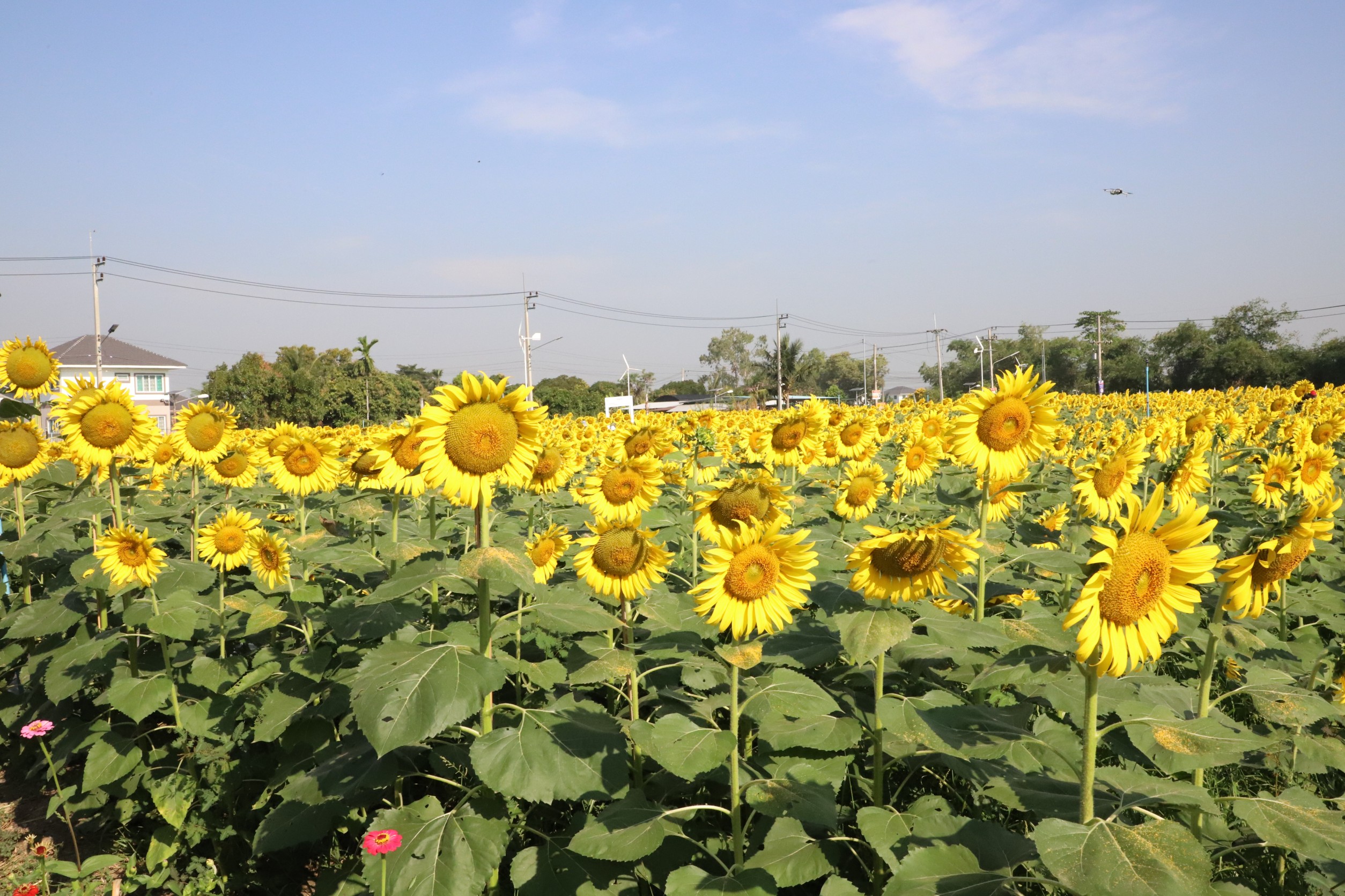 เริ่มแล้ว เทศกาล“ ทานตะวันบานสะพรั่งทั่วระแหง ครั้งที่ 5 ” จุดเช็คอินต้อนรับลมหนาวใกล้กรุงที่ปทุมธานี