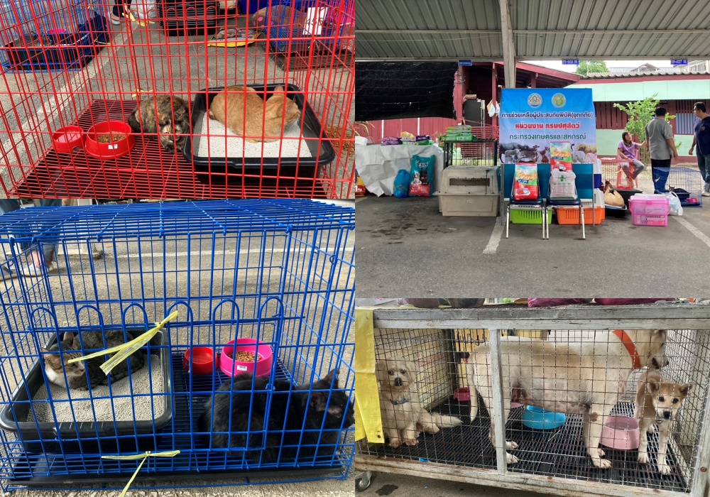 ช่วยน้องหมาน้องแมว! สำนักงานปศุสัตว์จังหวัดเชียงราย เปิดศูนย์พักพิงชั่วคราวสำหรับสัตว์เลี้ยง