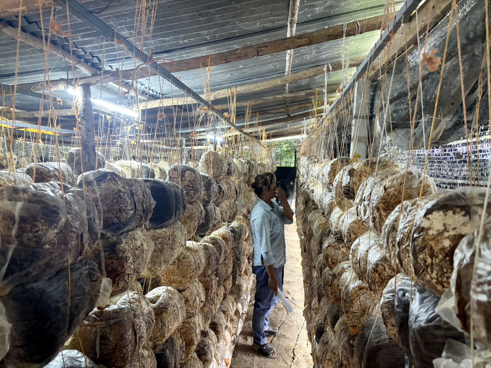 ยโสธรส่งเสริม Young Smart Farmer ใช้เศษวัสดุเหลือใช้ทางการเกษตรเพาะเห็ดสร้างรายได้