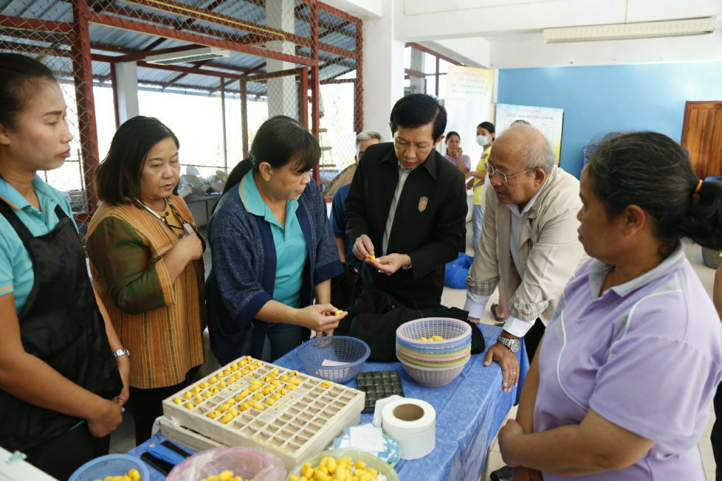 กรมหม่อนไหม ดัน "น่านโมเดล" ผลิตไหมอุตสาหกรรมรังเหลืองระบบเกษตรพันธสัญญา
