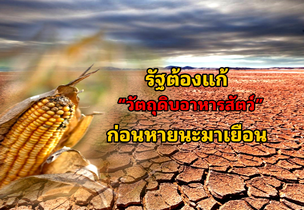 รัฐต้องแก้ “วัตถุดิบอาหารสัตว์”... ก่อนหายนะมาเยือน