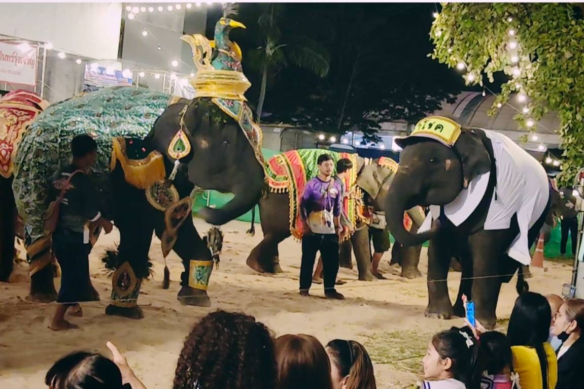 สุรินทร์พาไปชมช้างแสนรู้ในลานกิจกรรมการแสดงช้างมินิสุรินทร์ ประจำปี 2567