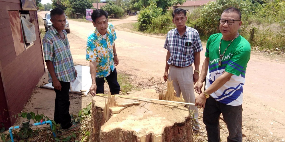 ชาวอุบลฯโวย ผู้ใหญ่บ้านสั่งตัดต้นไม้ในชุมชนขายให้นายทุนโดยพลการ