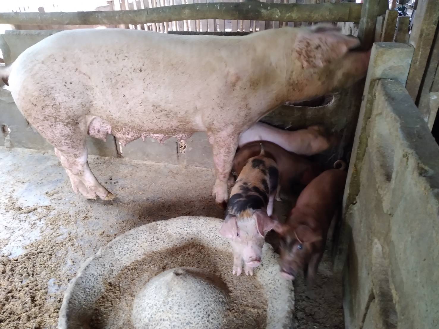 หมอใหญ่ เตือนเปิบ "เนื้อหมูดิบ" เสี่ยงป่วยโรคหูดับเสียชีวิต