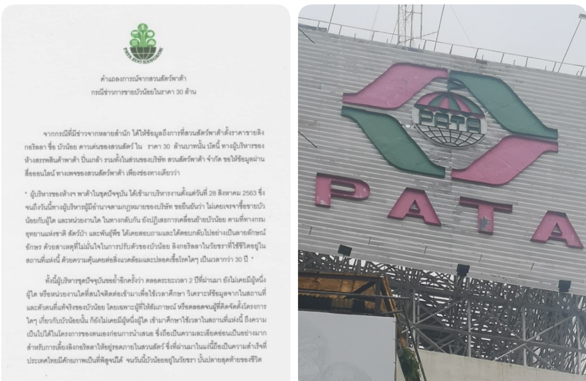 สวนสัตว์พาต้า แจงกรณีเตรียมขายลิงกอริลลา'บัวน้อย' 30 ล้านบาท