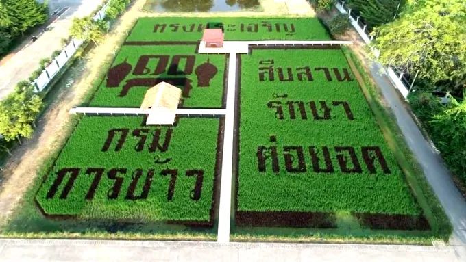 กรมข้าว ชูศูนย์เรียนรู้ด้านข้าว ดันแหล่งท่องเที่ยวเกษตรใจกลางกรุง