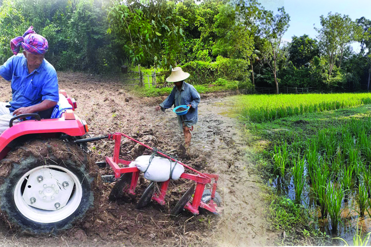 "ป้านุ้ย"เกษตรกรรักษ์โลกสมุย เตรียมถอดรหัสข้าวรักษ์โลกจากเวที APEC 2022