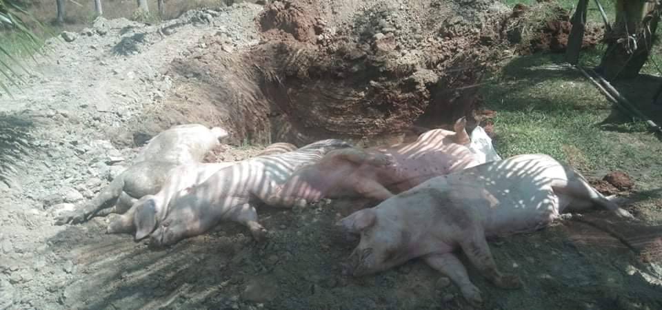  ประจวบฯประกาศเขตโรคระบาด ASF 3 ฟาร์มหมู 2 อำเภอ  กระทบ 20 หมู่บ้านห้ามเคลื่อนย้ายสัตว์