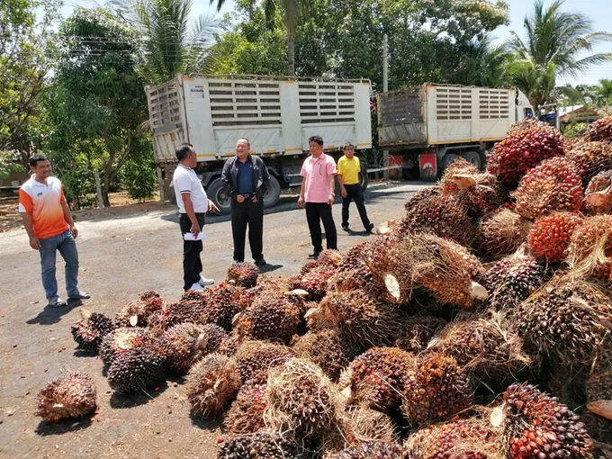 ผู้ตรวจฯ กสส. ลงพื้นที่ระนอง เยี่ยมชมธุรกิจรวบรวมผลผลิตปาล์ม สกก.ปาล์มน้ำมันกะเปอร์