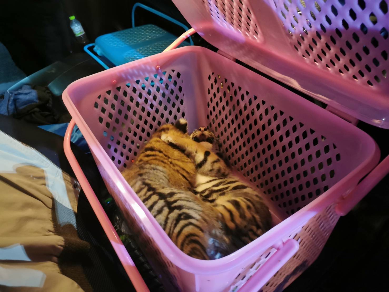 ตำรวจปทส.ร่วมเจ้าหน้าที่ป่าไม้ วางแผนจับพ่อค้าเสือโคร่งข้ามชาติ 