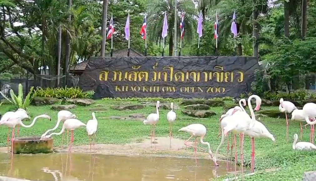 สวนสัตว์เปิดเขาเขียว ปลื้ม ! ขยายพันธุ์สำเร็จ โชว์ลูกค่างห้าสี สัตว์ป่าใกล้สูญพันธุ์