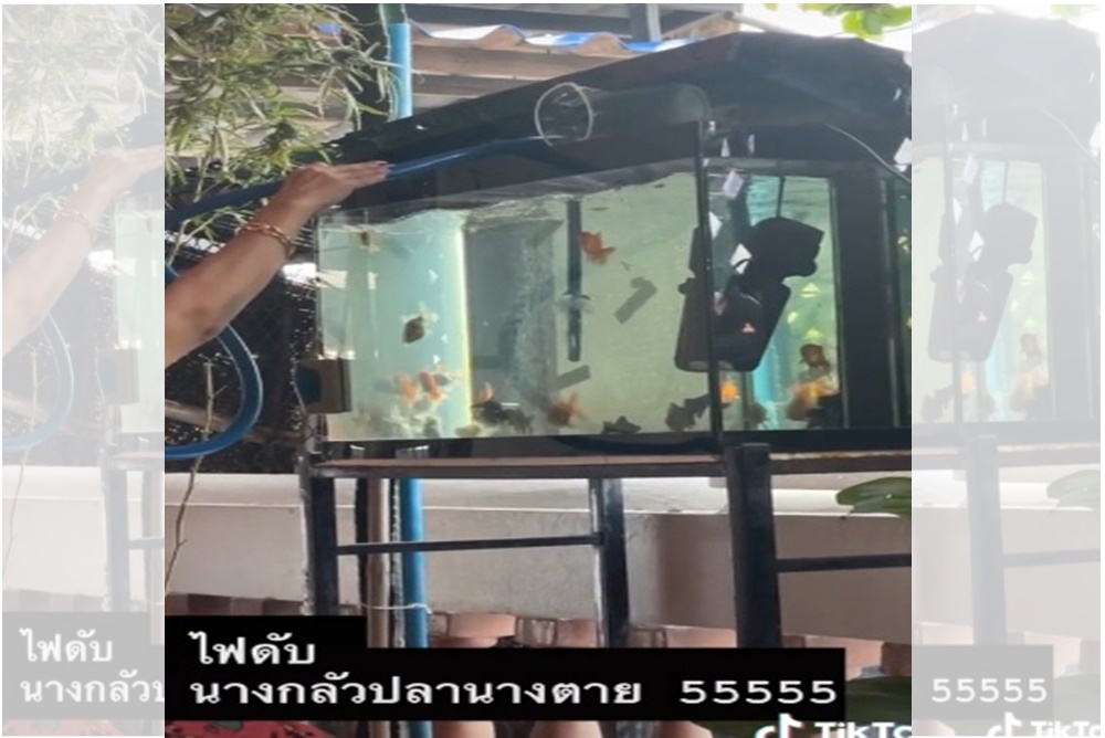 เมื่อไฟที่บ้านดับ "แม่" กลัวปลาตาย เป็นเหตุให้ต้องทำสิ่งนี้ 