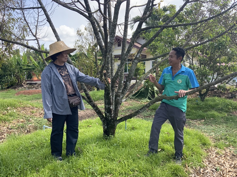 เกษตรจังหวัดตราดลงพื้นที่ตรวจสอบทุเรียนตายเพราะน้ำเค็มพร้อมแนะนำการฟื้นฟู 