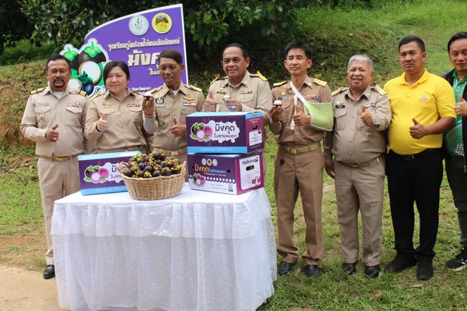 ปีทองเกษตรกรยะลาเหตุส่งออกมังคุดในสายหมอกเบตงทั้งตลาดในและต่างประเทศเป็นจำนวนมาก