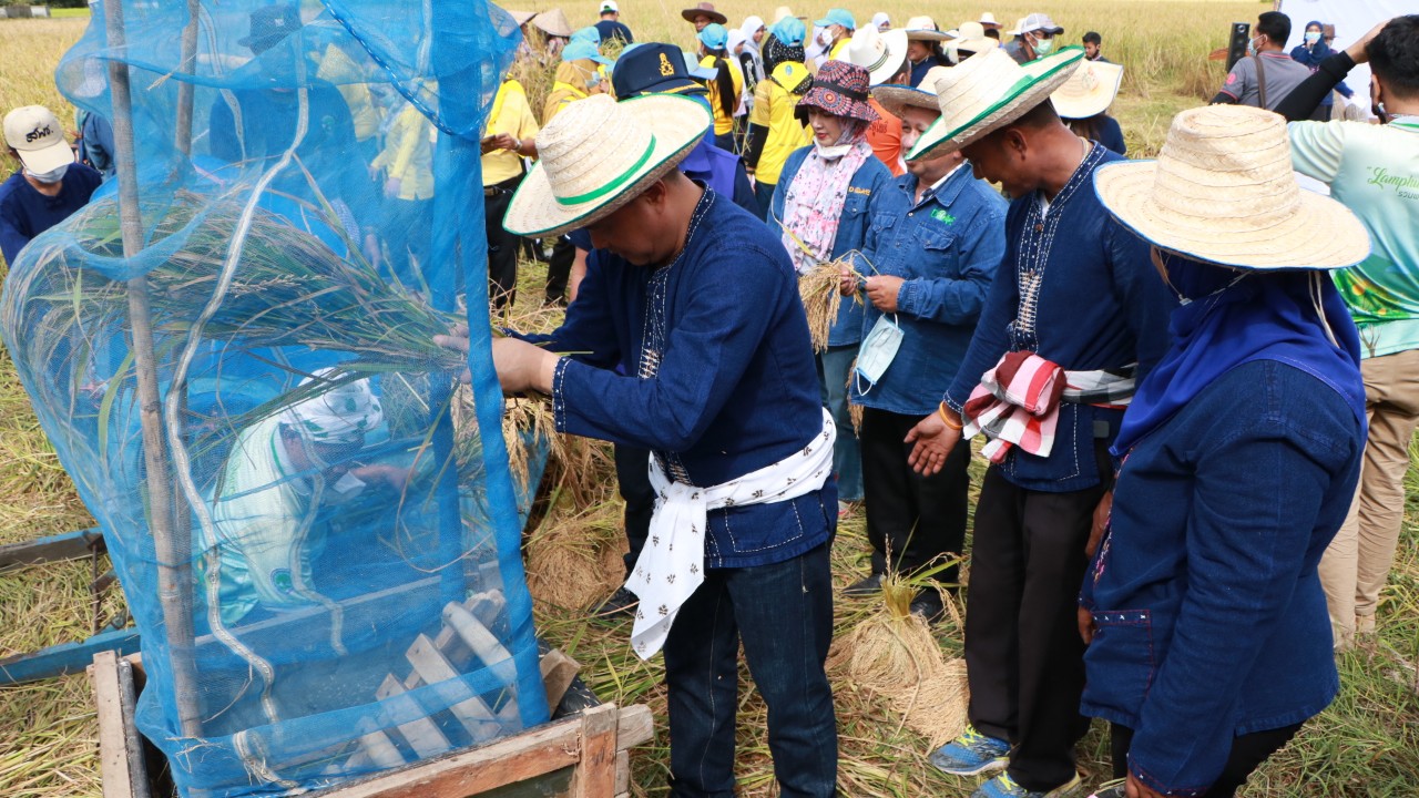  ผู้ว่าฯนราธิวาสร่วมจัดกิจกรรมสืบสานวัฒนธรรมการทำนา สนองแนวพระราชดำรัส 