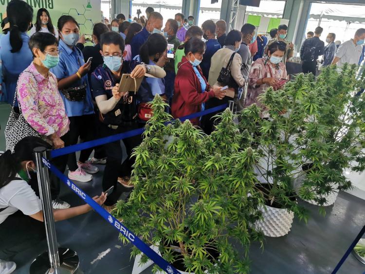 ปชช.แห่ร่วมงาน “กัญชากัญชง 360 องศา” วันแรกคึกคัก   คัดกรองเข้มป้องกันโควิด