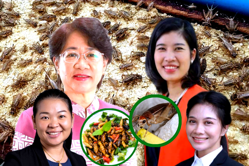 KU-FIRST แนะอาหารใหม่ "จิ้งหรีด" แมลงกินได้ แหล่งโปรตีนทางเลือก ตีตลาดโลก