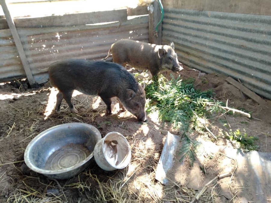 ศูนย์ภูสิงห์ฯทำกิจกรรมธนาคารหมูหลุม ทางเลือกเกษตรกรแก้วิกฤติหมูแพง