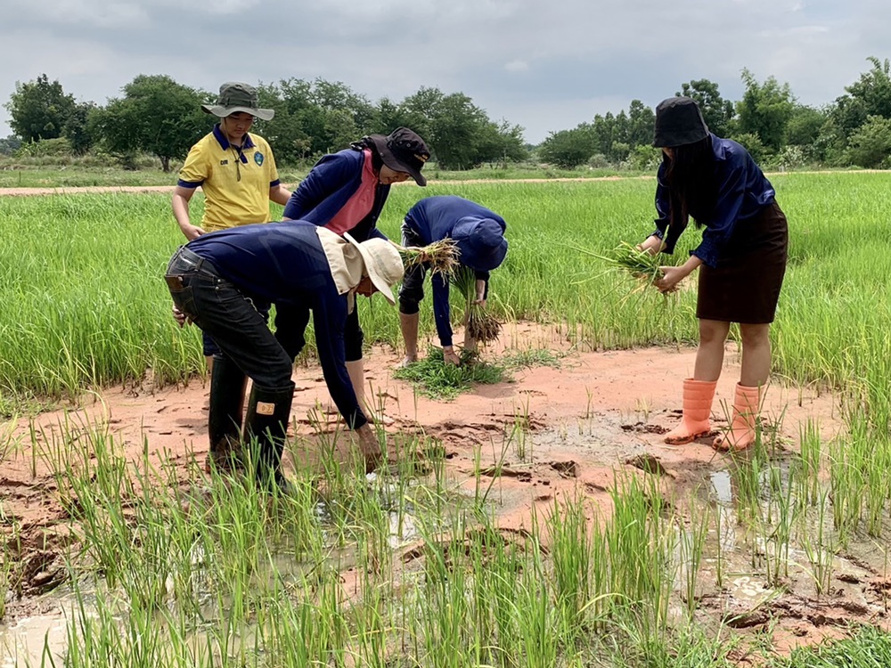 นายกเทศมนตรีตำบลเขาพระยาเดินธง สอนข้าราชการ ชาวบ้าน ดำนา สัมผัสวิถีชีวิตชาวนาตามแนวเกษตรทฤษฎีใหม่