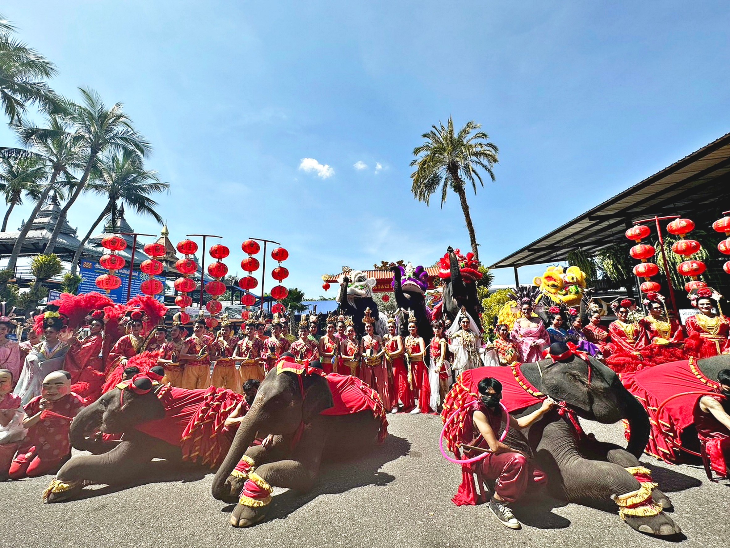 ช้างแสนรู้เชิดสิงโต ต้อนรับเทศกาลตรุษจีน ที่สวนนงนุชพัทยา