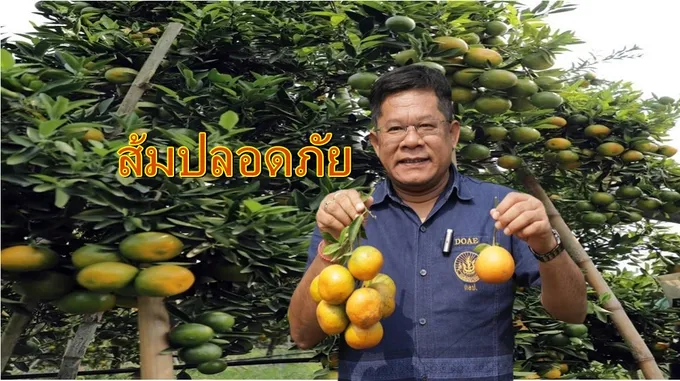 กสก. รุกรณรงค์เกษตรกรร่วมใจผลิตส้มปลอดภัย “Safe Use Safe Orange”