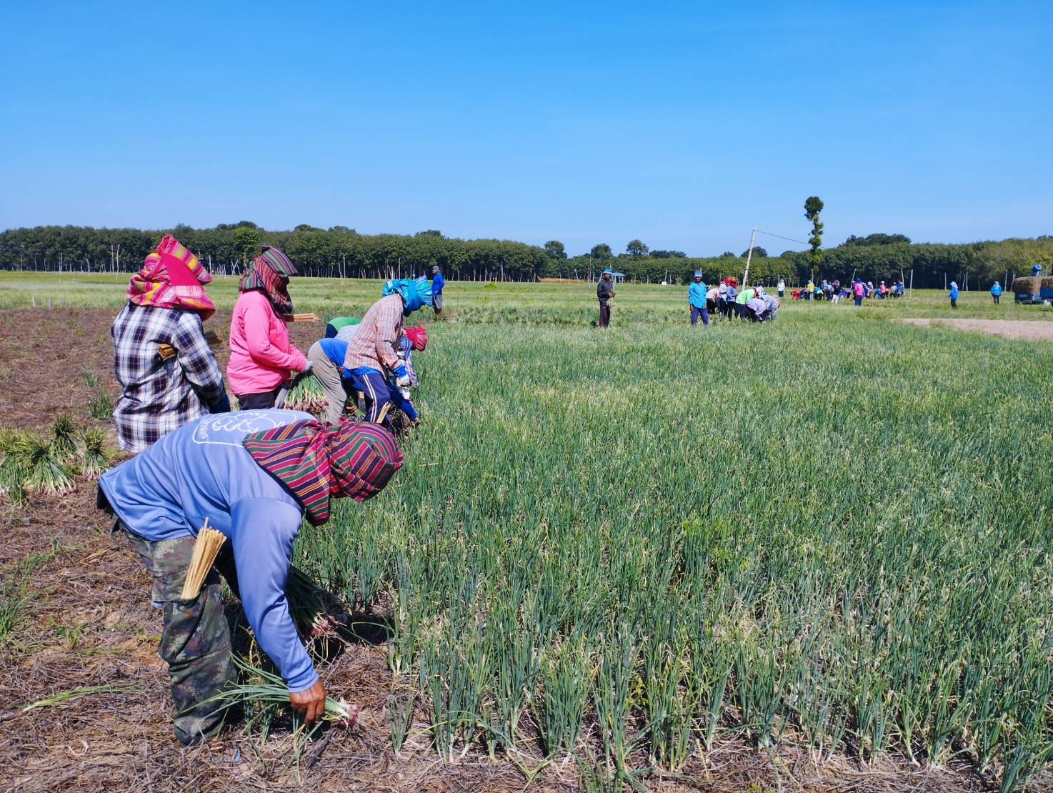 ยโสธร เงินสะพัดกว่า 60 ล้าน สู่เกษตรกรปลูกหอมแดง อำเภอค้อวัง