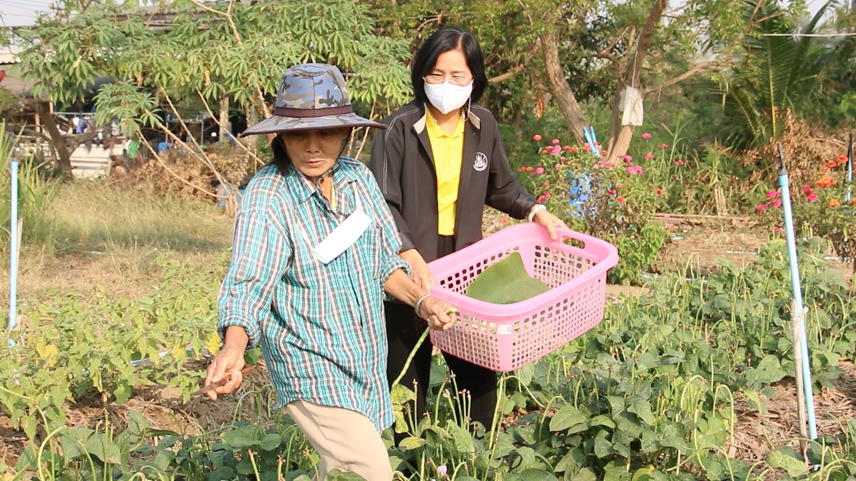 "สหกรณ์แก้วเกษตร" เผย เคล็ดลับดึงลูกหลานกลับบ้าน สร้างรายได้ยั่งยืน  แนะปลูกผักอินทรีย์100% ตอบโจทย์สายรักสุขภาพ 