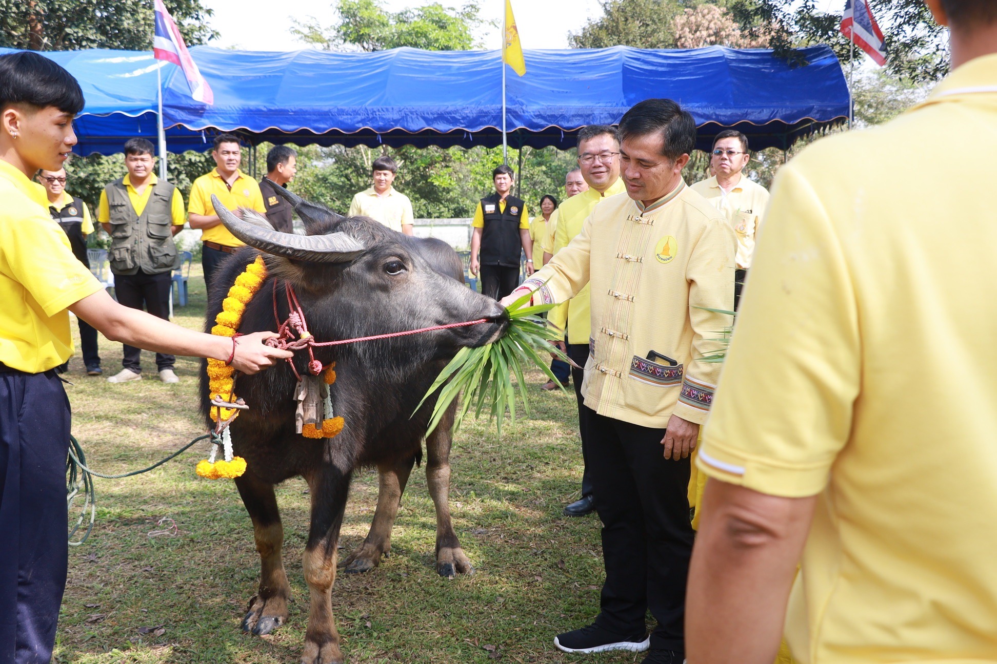 เชียงรายจัดพิธีมอบกรรมสิทธิ์และไถ่ชีวิตโค-กระบือ 1,642 ตัว มูลค่า  55 ล้านบาท