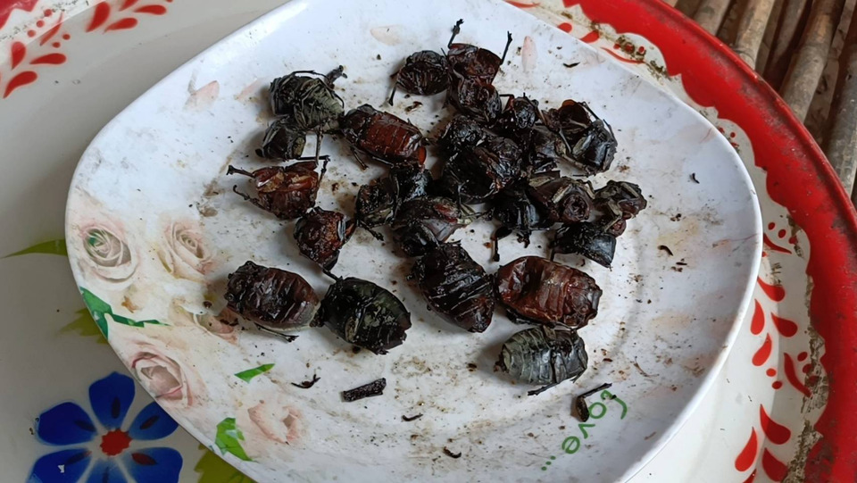 วอนช่วยสาวพิการวัย 23 อยู่เพิงพักกลางสวนมะม่วง กินแมลงแทนกับข้าว บ้านใกล้พังไร้คนดูแล 