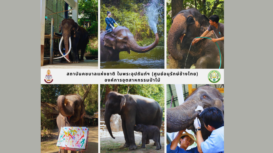“อ.อ.ป.” เปิดลิสต์กิจกรรม ปี 69 สัมผัสความน่ารัก “ช้างไทยแบบ Exclusive ตลอดปี”