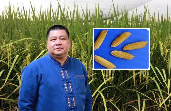กรมการข้าว ยัน! ข้าว กข85-กข95 เป็นข้าวดีมีคุณภาพ ให้ผลผลิตสูง 