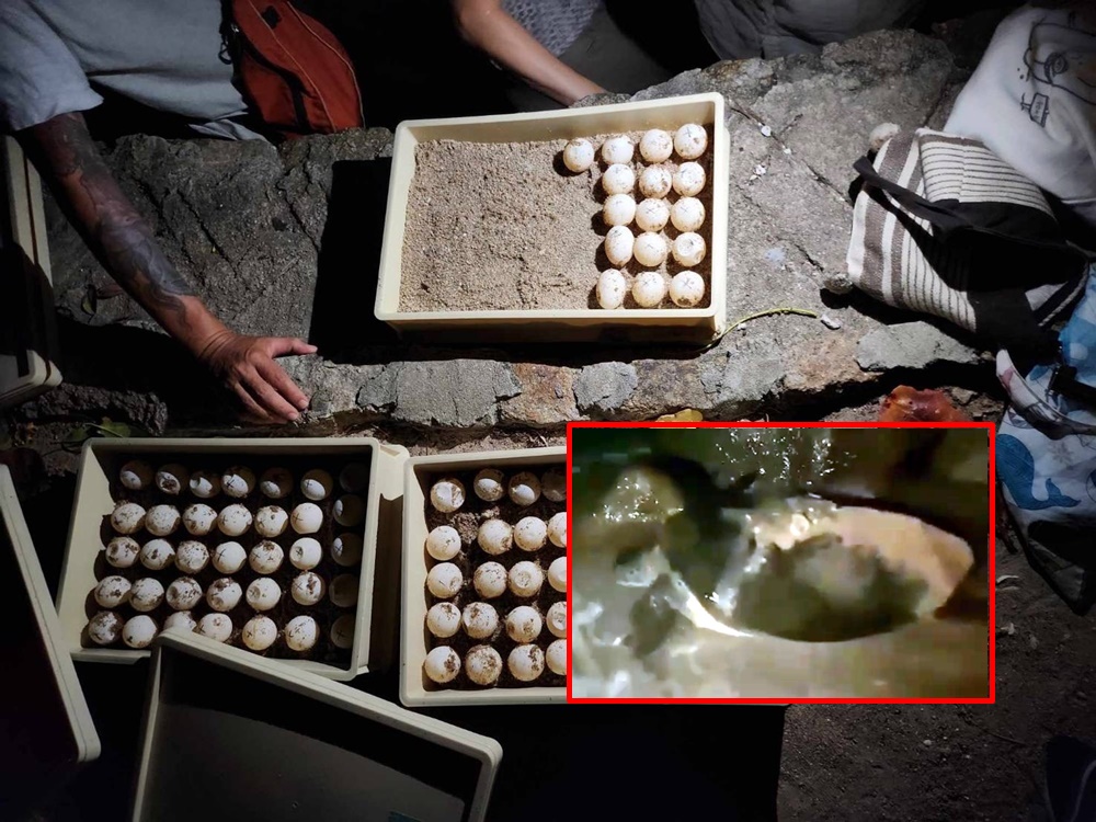 ชาวบ้าน-นทท.ต่างชาติเกาะเต่า ตื่นเต้นพบเต่าทะเลขึ้นวางไข่เกือบ 100 ฟอง