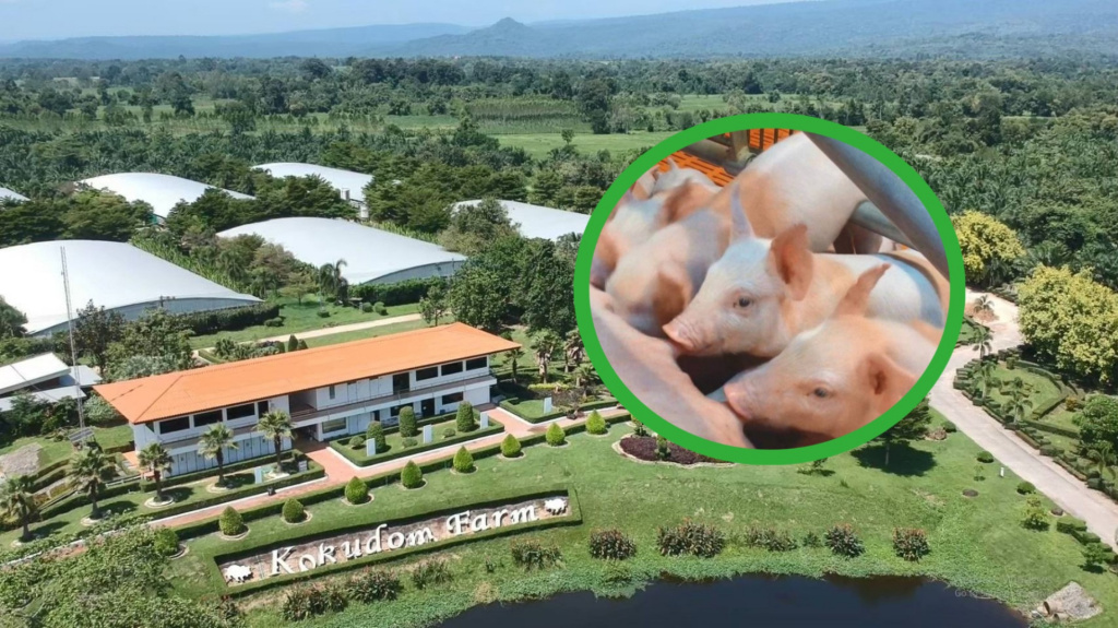 เปิดซีพีเอฟกรีนฟาร์ม (Green Farm)...ฟาร์มหมูรักษ์โลกเป็นมิตรชุมชน-สิ่งแวดล้อม