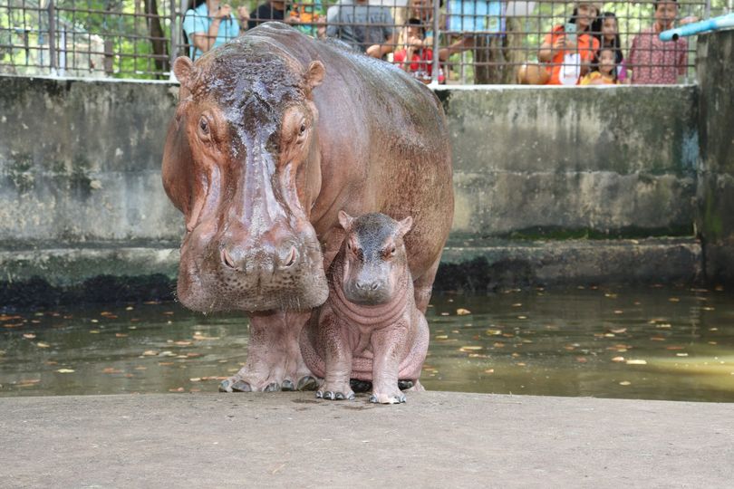 หนูชื่ออะไรดีค่ะ! "สวนสมเด็จพระศรีนครินทร์ ศรีสะเกษ" ชวนโหวตตั้งชื่อน้องฮิปโปโปเตมัสเกิดใหม่