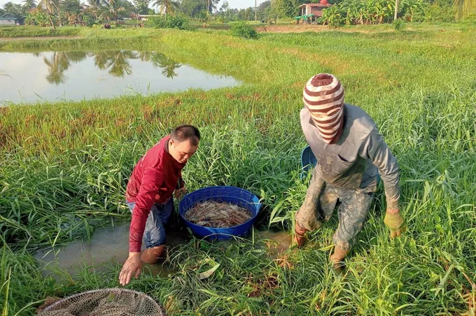 ปลาหมอคางดำลุ้นบุกเขื่อนลำปาว! ชาวกาฬสินธุ์ไม่หวั่น ลั่นจับทำอาหาร-ปลาร้า