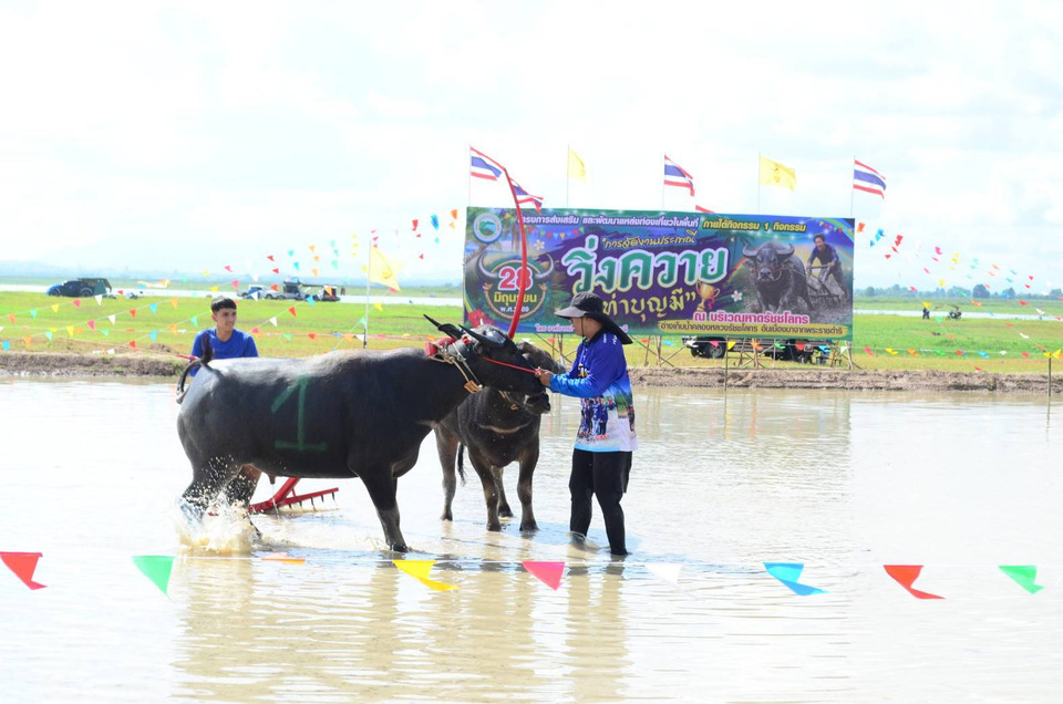 อบต.ท่าบุญมี จัดใหญ่ประเพณีวิ่งควายชลบุรี ฟื้นวัฒนธรรม ดันท่องเที่ยวเชิงชุมชนคึกคัก