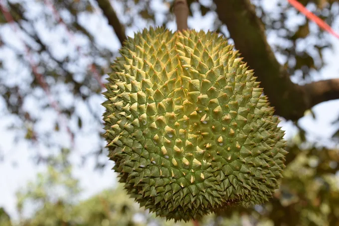 "จันทบุรี" เตรียมจัดงาน Durian To Go by  ต่อยอดพัฒนาทุเรียนไทยสู่สากล