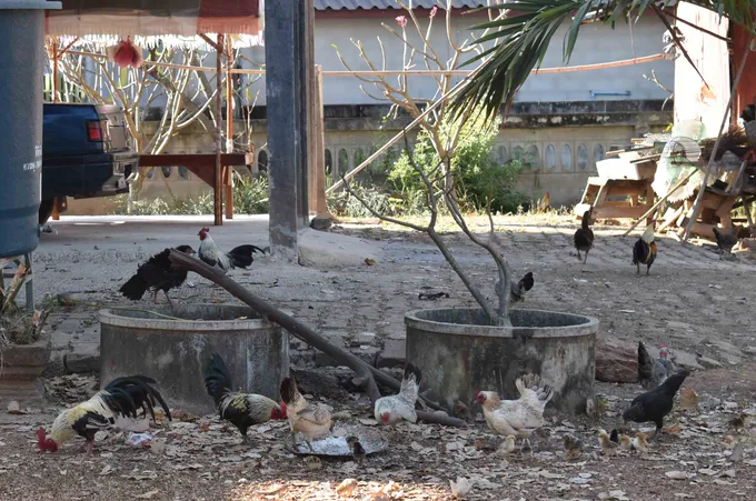 ฮือฮา! ผู้ใหญ่บ้านกาฬสินธุ์ถวายไก่แจ้ให้วัดแก้เคล็ดรับโชค