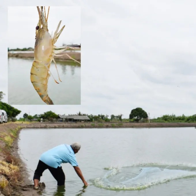ราชบุรี เดินหน้าพัฒนาคุณภาพการผลิตกุ้งก้ามกราม (กุ้งขาว)
