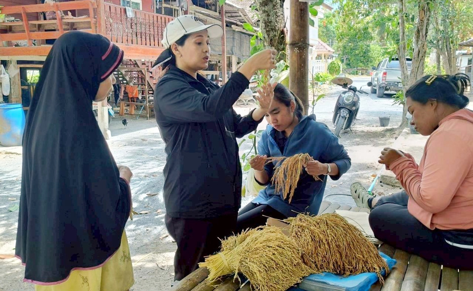 ศวข.ปัตตานี ลุยเก็บพันธุ์ข้าวพื้นเมือง ปัตตานี–ยะลา มุ่งอนุรักษ์อยู่คู่ท้องถิ่น
