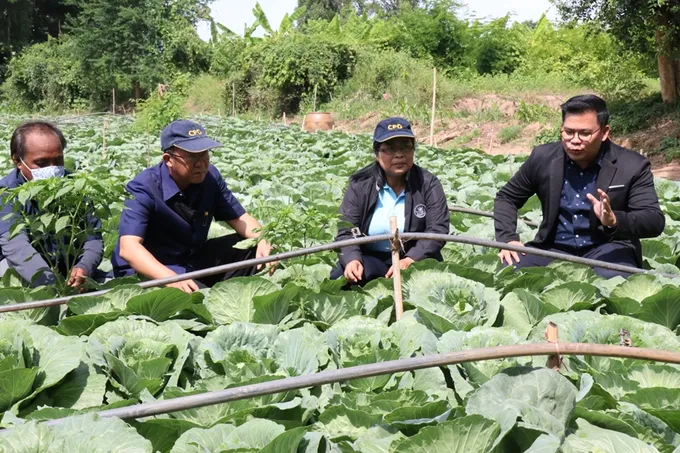 สหกรณ์พิจิตร จับมือเอกชน หนุนสมาชิกปลูกกะหล่ำปลีหน้าฝน 1 ไร่ กำไรกว่า 7 หมื่น 