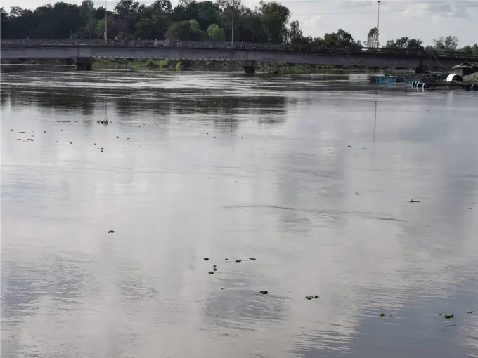 มูลหนุนสูงจ่อคอสะพาน สตึก-ชุมพลบุรี เอ่อท่วมนาข้าว เตรียมเช่าเรือ จ้างแรงงานคนเกี่ยวหนีน้ำ
