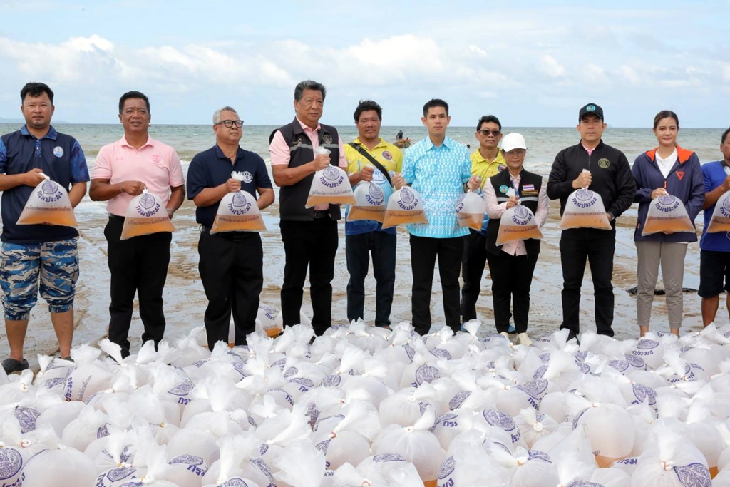พัทยาปล่อยพันธุ์สัตว์น้ำ เพิ่มความสมดุลธรรมชาติชายหาดจอมเทียน ส่งเสริมท่องเที่ยวยั่งยืน
