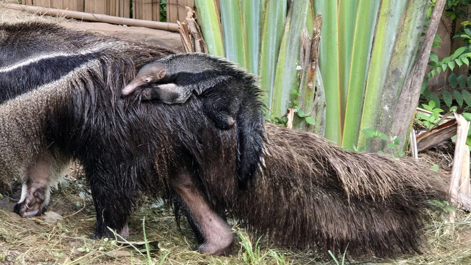 สวนสัตว์ขอนแก่นอวด “ลูกตัวกินมดยักษ์” ตัวแรกสำเร็จ เตรียมเปิดโหวตตั้งชื่อ
