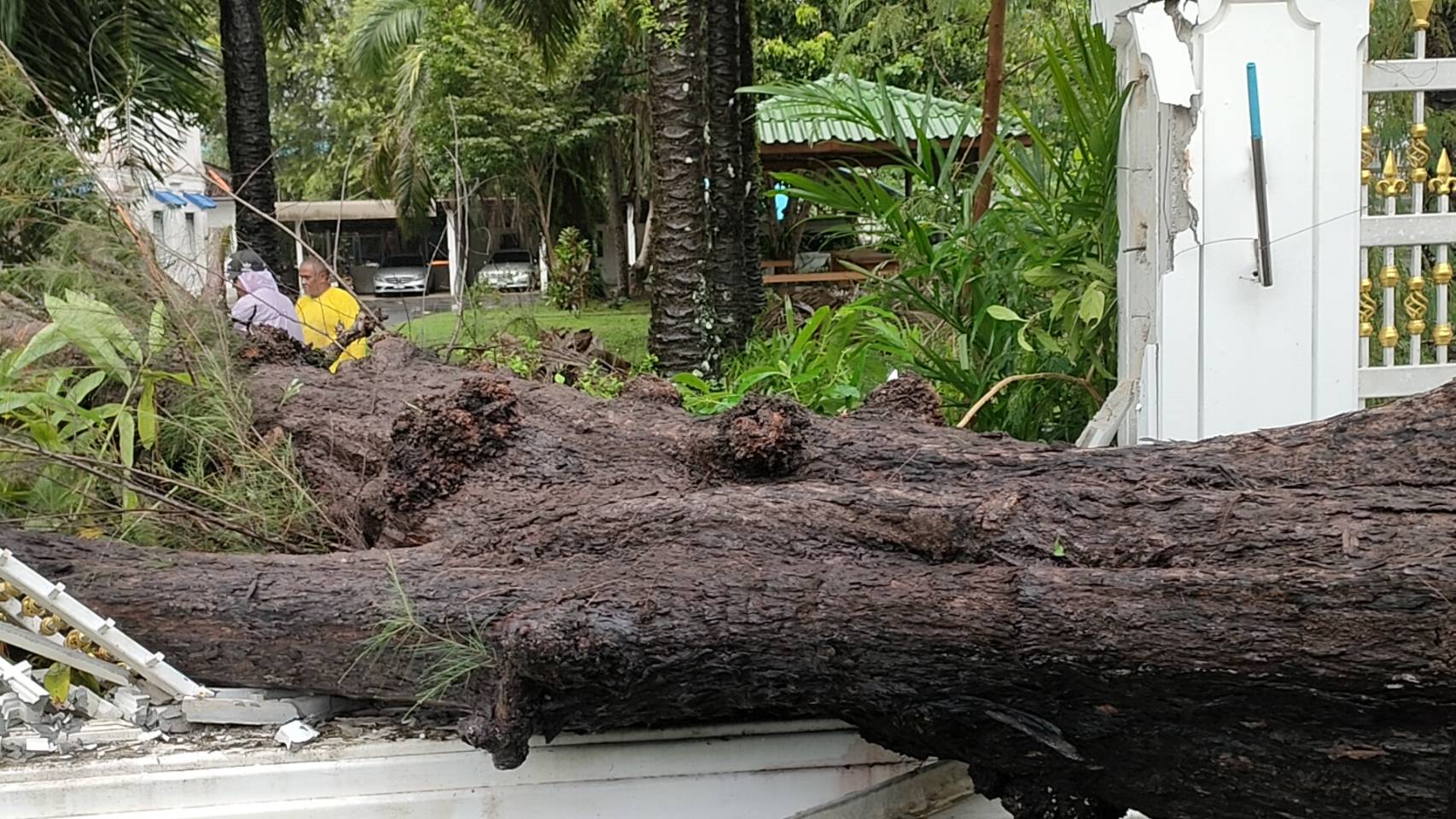 ต้นสนอายุกว่า 50ปีล้มทับรั้วกำแพงบ้านพักปลัดจังหวัดภูเก็ตเสียหาย หลังฝนตกหนักลมกระโชกแรงตลอดทั้งวัน