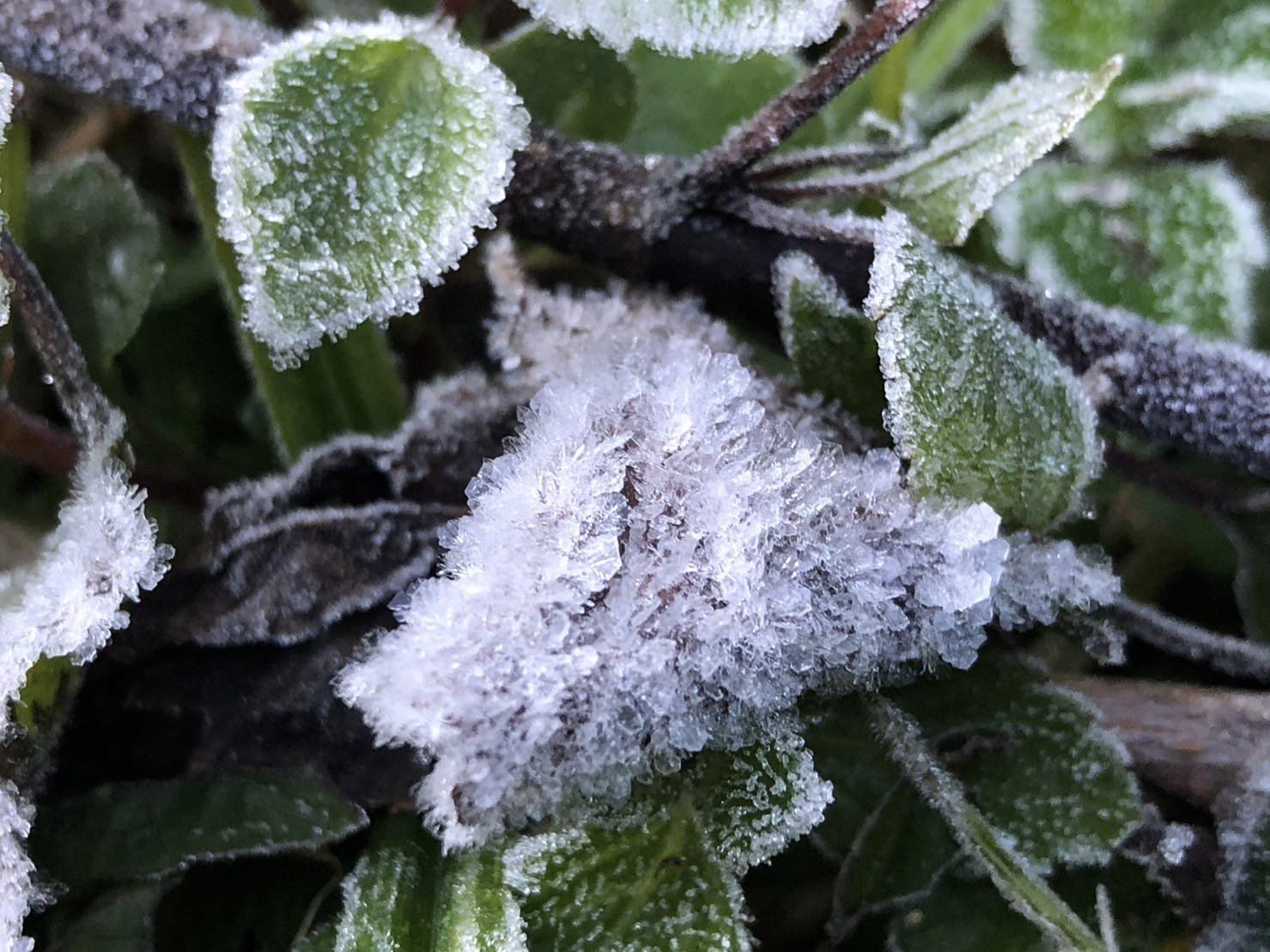 หนาวสุดในรอบปี!! "ดอยอินทนนท์" อุณหภูมิต่ำสุด 3°C "แม่คะนิ้ง" ขาวโพลน